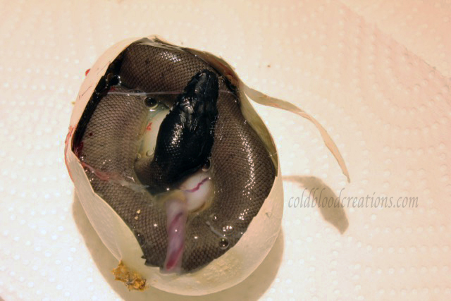 Leiopython albertisii white lip python in egg